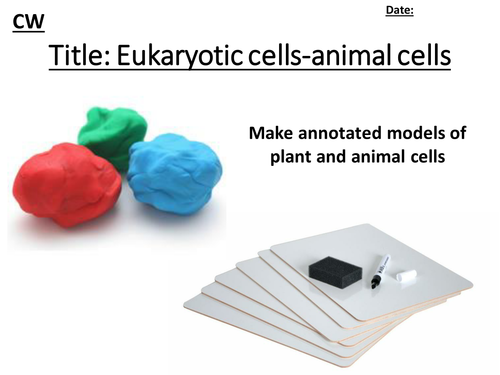B1 edexcel 9-1 Science eukaryotic cells- animal cells