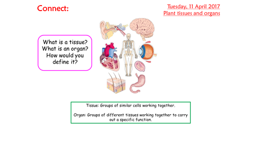 KS4 AQA New B4 Organising plants and animals L6 Plant organs