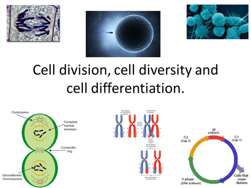 NEW AS OCR Biology - Cell division, cell diversity and differentiation