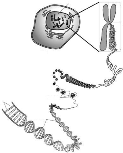 AQA AS & A-level Biology (2016 specification). Section 1 Topic 2: Nucleic acids