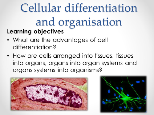 AQA AS & A-level Biology (2016 specification). Section 2 Topic 3: Cells. 5 Cell differentiation