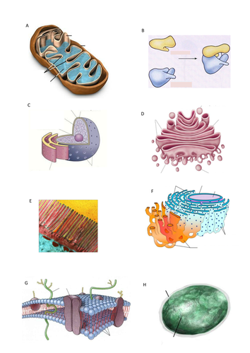 AQA AS & A-level Biology (2016 specification). Section 2 Topic 3: Cells. 4 Eukaryotic cell structure