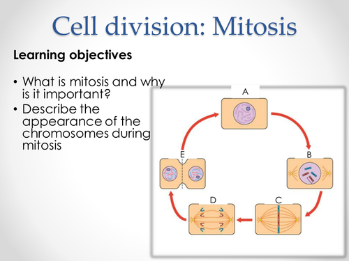AQA AS & A-level Biology (2016 specification). Section 2 Topic 3: Cells. 7 Mitosis