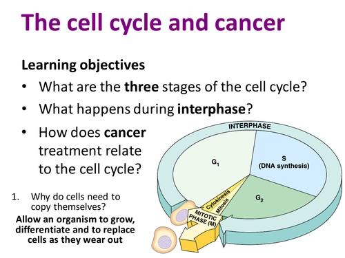 AQA AS & A-level Biology (2016 specification). Section 2 Topic 3: Cells. 8 Cell cycle