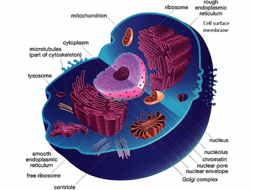 AQA AS & A-level Biology (2016 specification). Section 2 Topic 3: Cell structure | Teaching ...