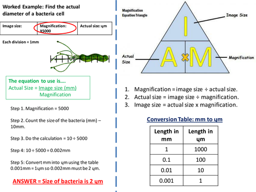 NEW - AQA Biology Magnification Calculations B1 | Teaching Resources