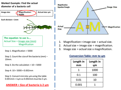 NEW - AQA Biology Magnification Calculations B1