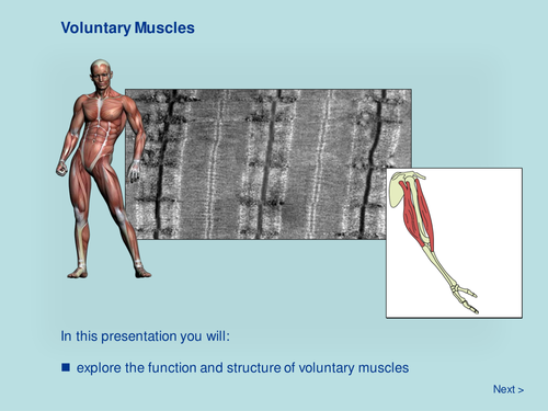 Voluntary Muscles