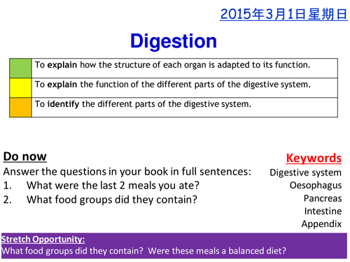 The Human Digestive System lesson