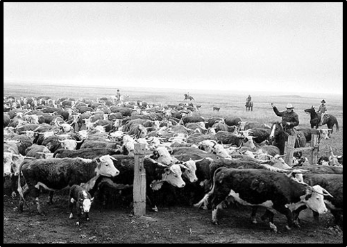 American West: Cattle Ranching