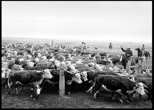 GCSE American West: Cattle Ranching