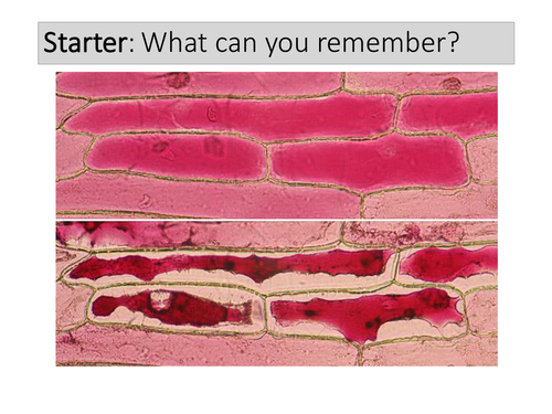New AQA (2016) Biology B1 - Cell Structure and Transport, Lesson 8 - Osmosis in Plants