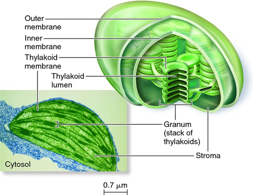 AQA A-level Biology (2016 specification). Section 5 Topic 11: Photosynthesis