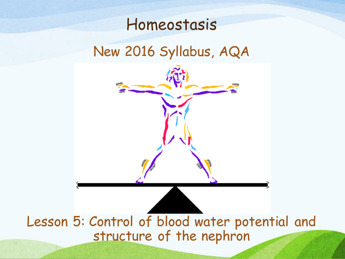 New AQA (2016) Year 2 Biology (A2) - Control of blood water potential- Flipped Learning