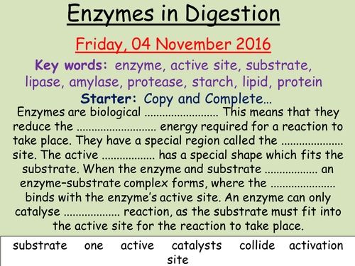 AQA Organisation- Digestive Enzymes