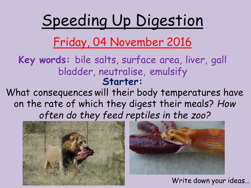 AQA Organisation- Speeding up Digestion