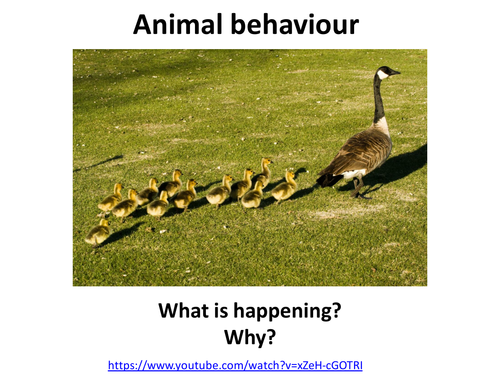 KS3 ecology animal behaviour