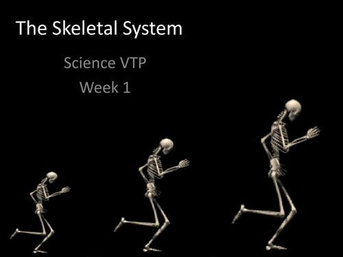 Skeletal System