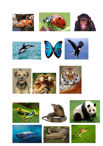 Classification of animals into vertebrates and invertebrates | Teaching