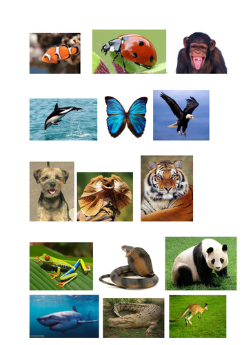Classification of animals into vertebrates and invertebrates