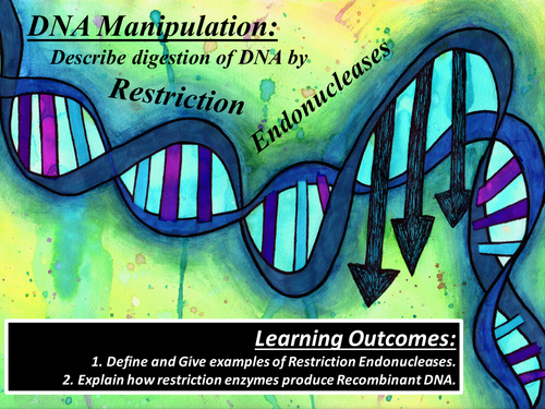 GCSE Restriction Enzymes | Teaching Resources