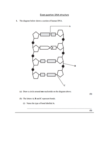 AQA AS Nucleic Acids