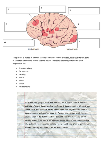 Worksheet on Brain structure using an fMRI