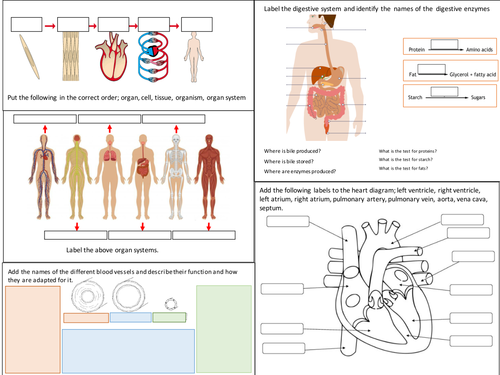 AQA Organisation revision poster (trilogy)