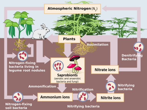 AQA A-level Biology (2016 specification). Section 5 Topic 13: Energy & ecosystems