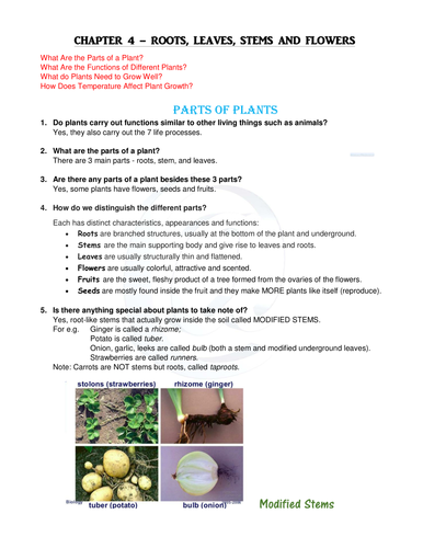 Year 3 Science Parts of Plants