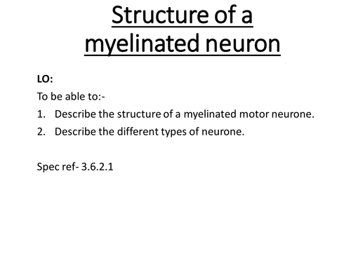 AQA Alevel biology structure of a neuron