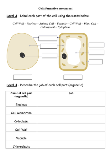 Cells topic formative assessment by rossydunn | Teaching Resources