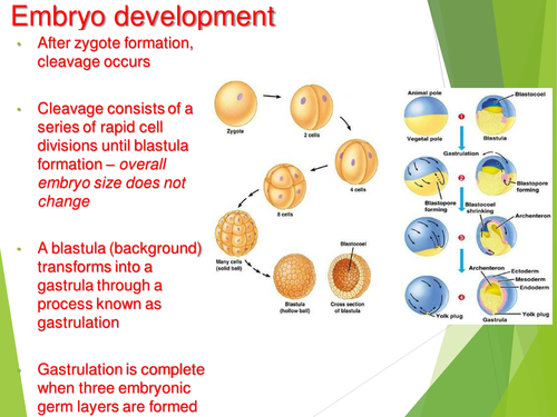 Embryo development and cell differentiation for A Level/ Access/ HND