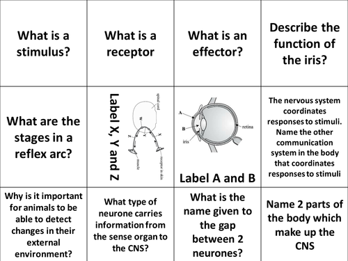 Y11 IGCSE Biology - Coordination and Response Revision Question Cards