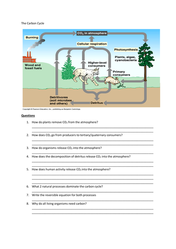 The Carbon Cycle