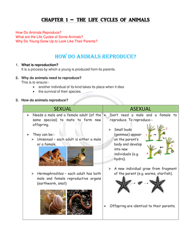 Year 4 Science Life Cycles of Animals