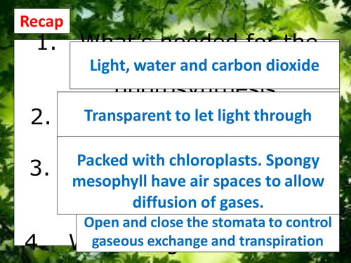 New GCSE - Plant Transport Systems