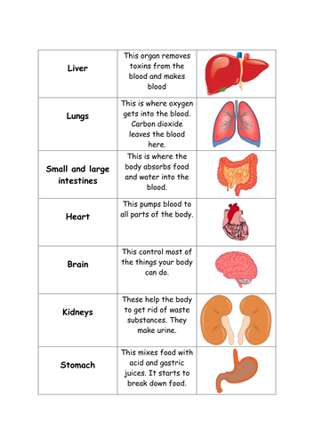 Human Body Organs Card Sort | Teaching Resources