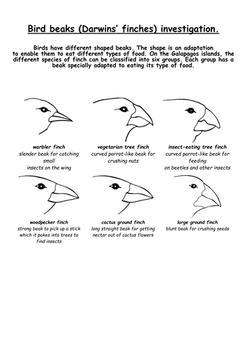 darwins finches experiment | Teaching Resources