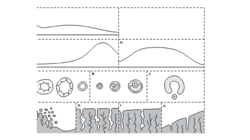 Menstrual cycle