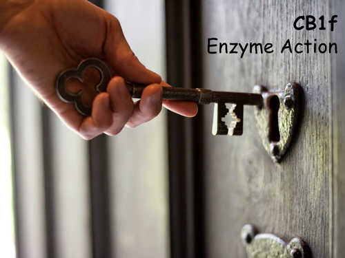 Edexcel CB1f Enzyme Action