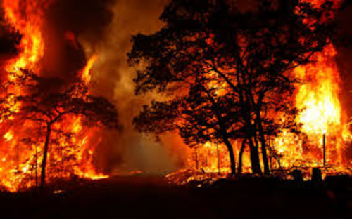 Forest Fires Scheme of Work
