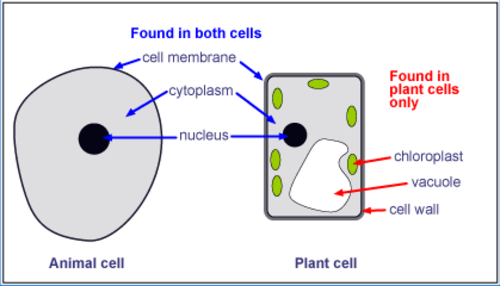 View Plant And Animal Cell Diagram Ks3 Gif | sadefreafe