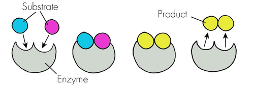 Biological molecules including enzymes