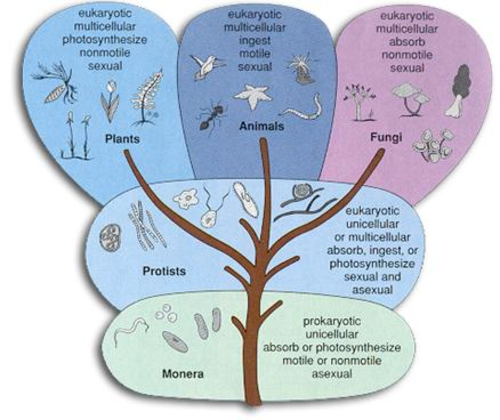 Biodiversity, habitats, evolution, classification