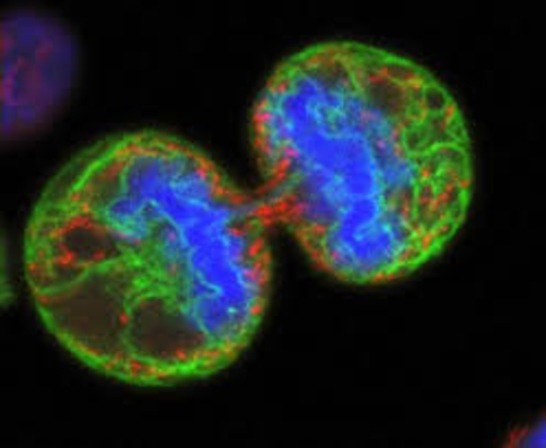 Cell biology and cell division