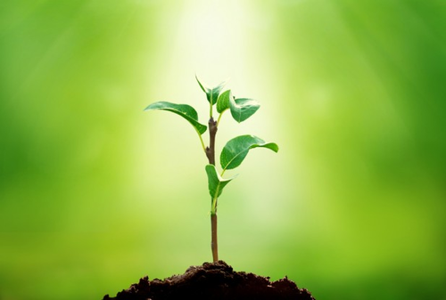 Plant Biology and Photosynthesis