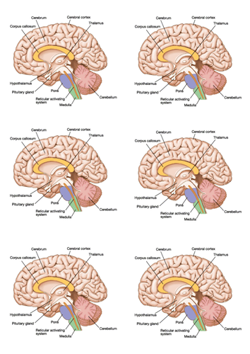 New GCSE - structure and function of the brain