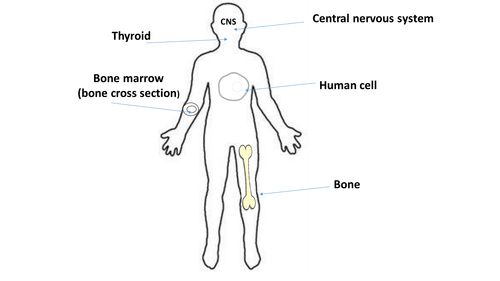 Food preparation and nutrition GCSE Vitamins and minerals in a fun way.
