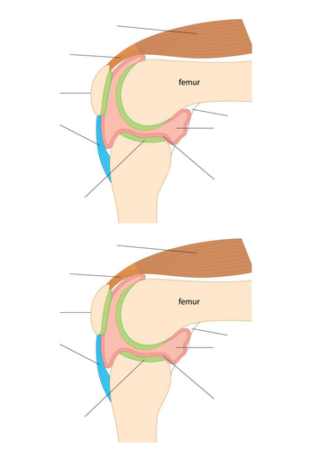 KS3 - Joints + Movement